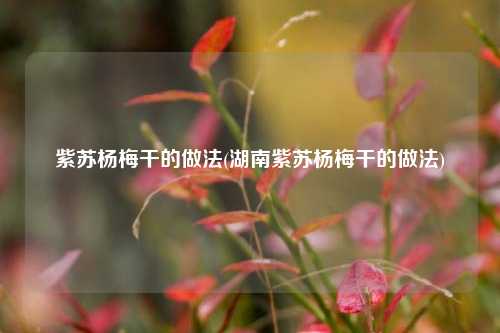 紫苏杨梅干的做法(湖南紫苏杨梅干的做法)